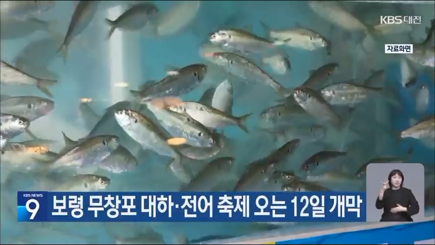 [0903 kbs 9시뉴스 보령 무창포 대하·전어 축제 오는 12일 개막